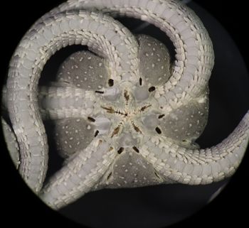 Media type: image; Invertebrate Zoology OPH-6154